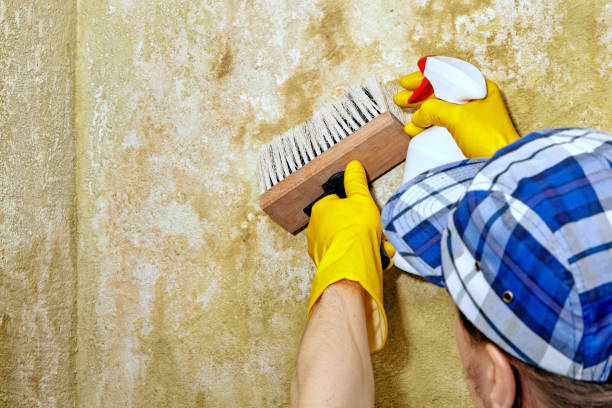 Reliable Herlong, CA Mold Removal Solutions